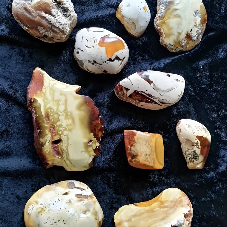 Sammlung von rund zehn knochen- und weißmarmorierten baltischen Bernstein-Stücken auf tiefblauem Samt, cremig-elfenbeinene Grundtöne mit honigfarbenen Adern und natürlichen Patina-Spuren, höchste Sammler-Klasse aus Marcel Querls Bestand