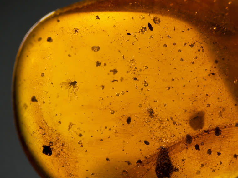 A polished window cut into Baltic amber to reveal an inclusion.