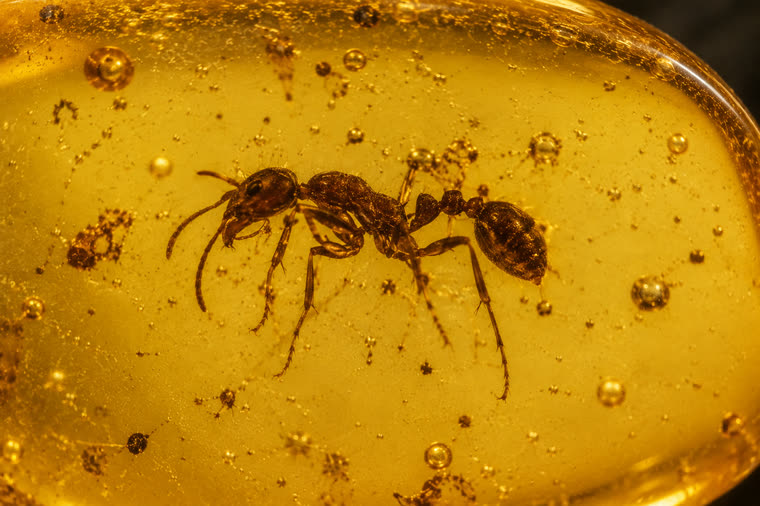 Schematic identification illustration of an ant (Formicidae) as a hymenopteran inclusion in Baltic amber.