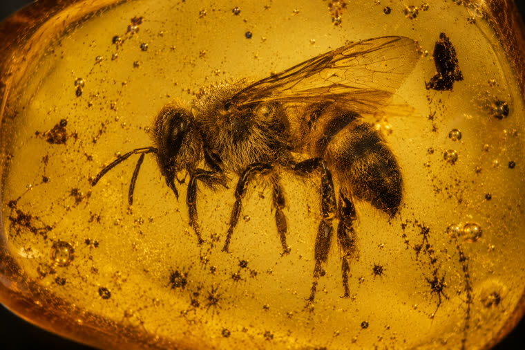 Schematic identification image of a solitary bee (Apoidea) in Baltic amber.