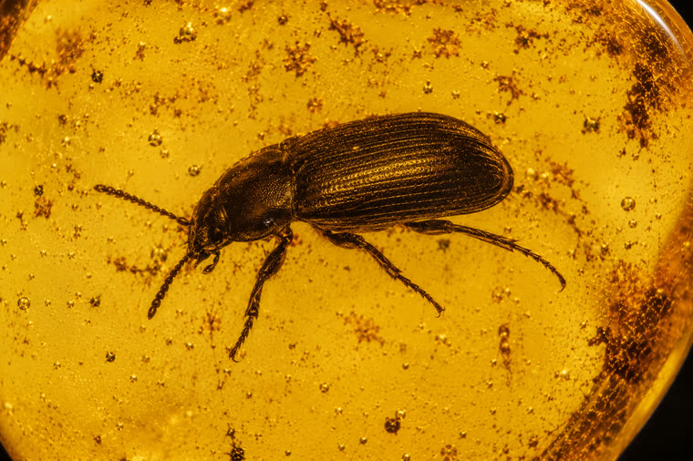 Schematic identification illustration of a beetle (Coleoptera) as an inclusion in Baltic amber.