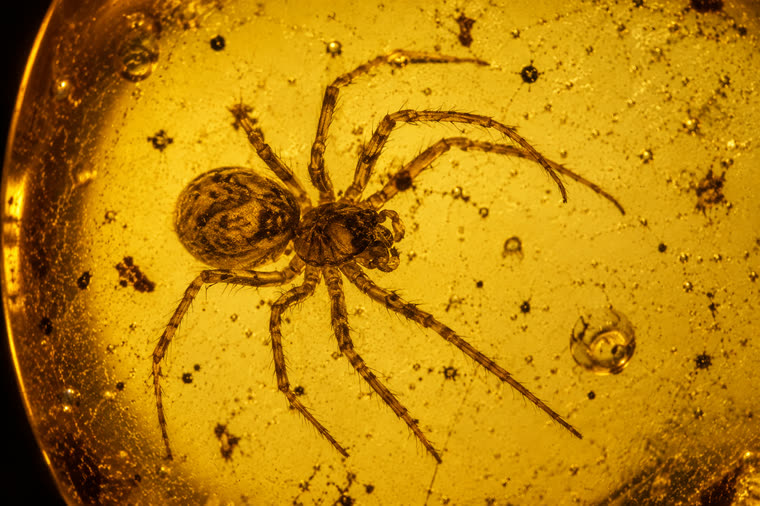 Schematic identification illustration of a spider (Araneae) as an inclusion in Baltic amber.