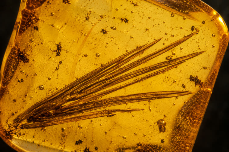 Schematic identification illustration of a conifer needle as a plant inclusion in Baltic amber.