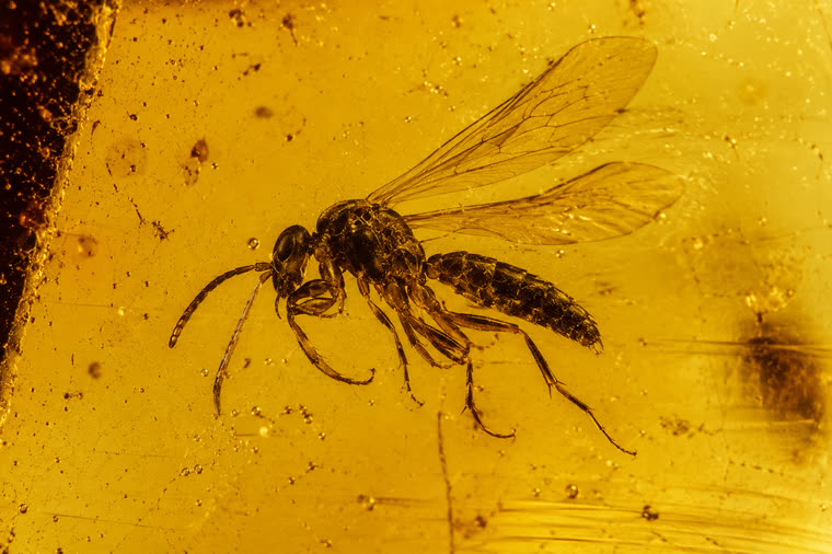 Schematic identification image of a wasp (Apocrita) in Baltic amber.