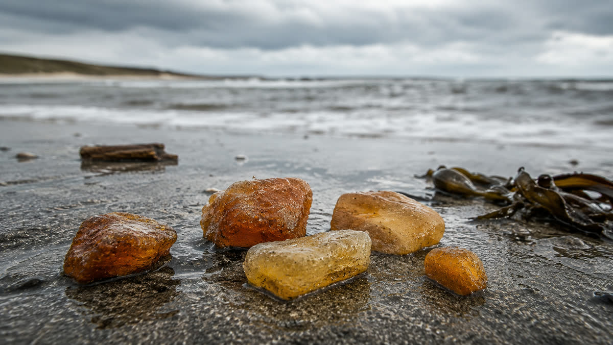Strandfund-Stillleben: fünf rohe baltische Bernsteinstücke unterschiedlicher Größe auf nassem dunklem Sand an der Brandungslinie, dazwischen ein Stück Tang, im Hintergrund die graue Ostsee bei bedecktem Himmel